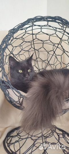 Стрижка кошек и собак, экспресс линька, груминг