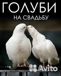 Голуби на выпуск, з/смеси, певчие птицы