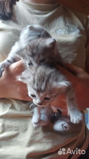 Британская кошка