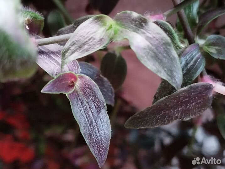 Комнатные растения