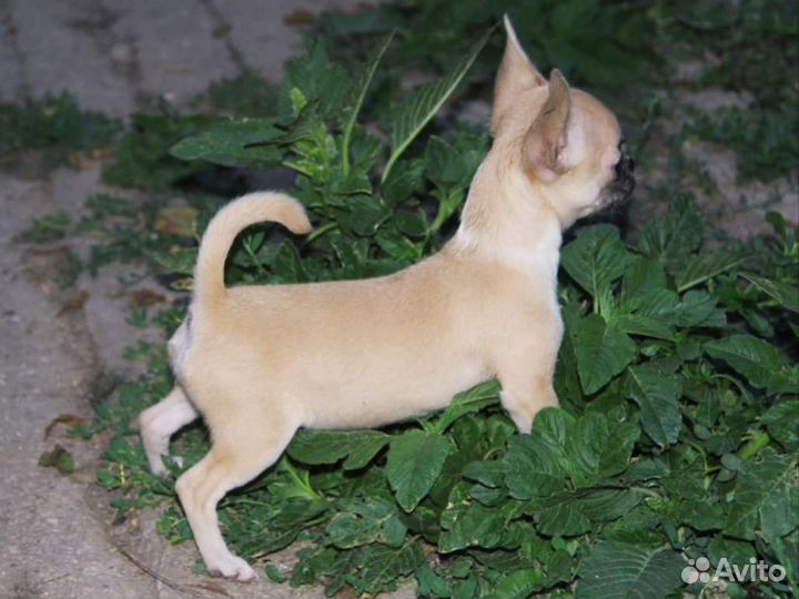 Щенк чихуахуа девочка