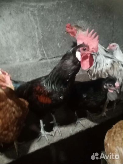 Куры йокогама