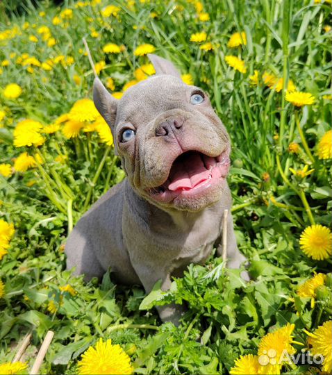 Великолепные шоколадные, голубые лиловые, Французы