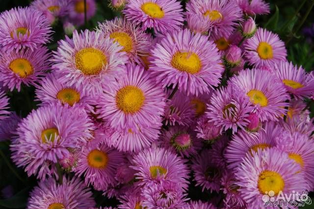 Цветы садовые многолетние