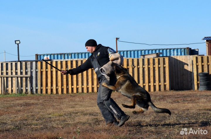 Спортивная дрессировка (IGP)