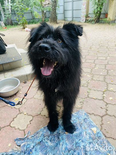 Чудесный бородатик ищет дом добрые руки