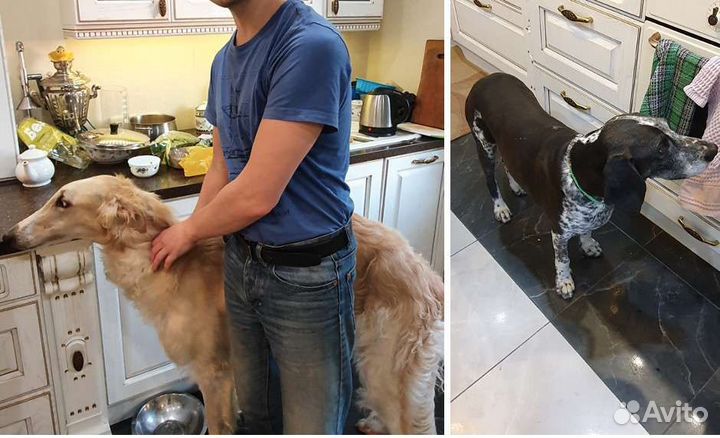 Выгул собак, зооняня, догситтер, уход за животными