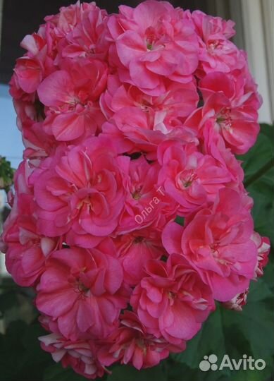 Пеларгонии (часть 4)