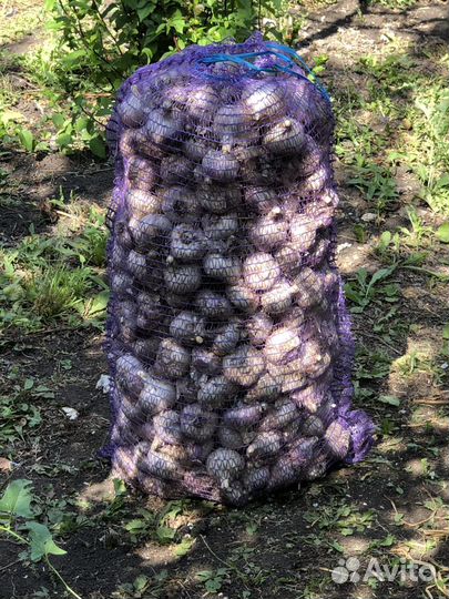 Чеснок оптом