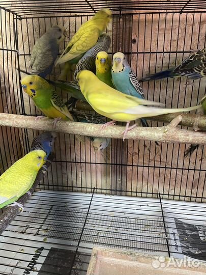 Королевская птица (попугай)