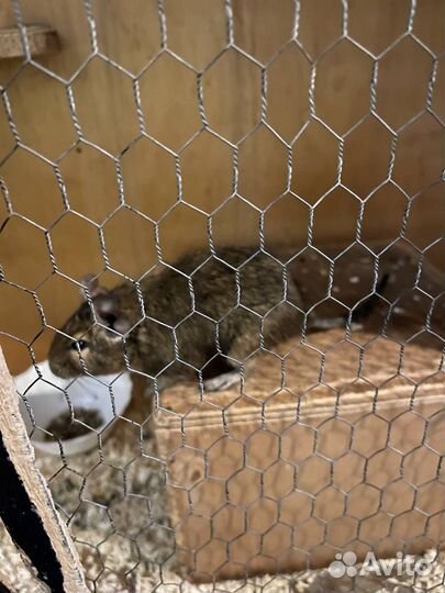 Белки Дэгу и Кролики