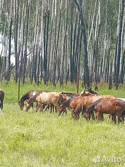 Продается Лошадщи