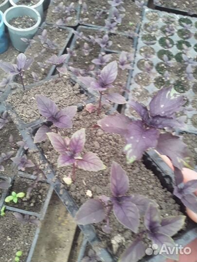 Рассада помидор и перцев