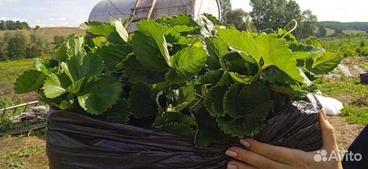 Рассада клубники