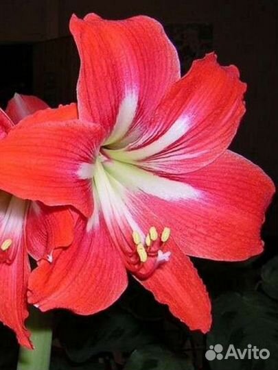 Гиппеаструм, пеларгонии, зефирентес