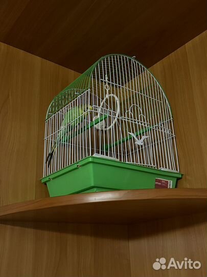 Волнистый попугай