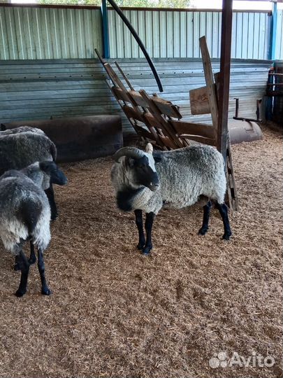 Бараны романовские