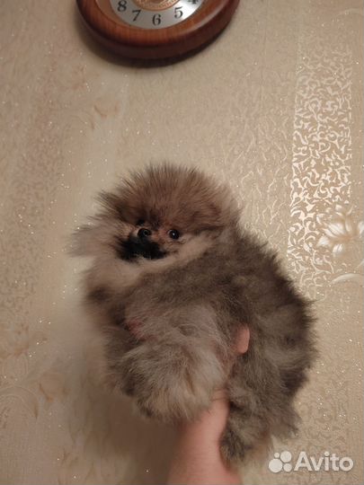 Шпицульки,настоящие мишки