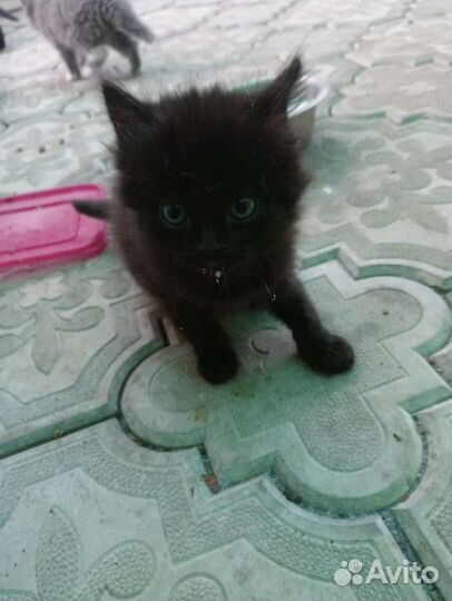 Котята