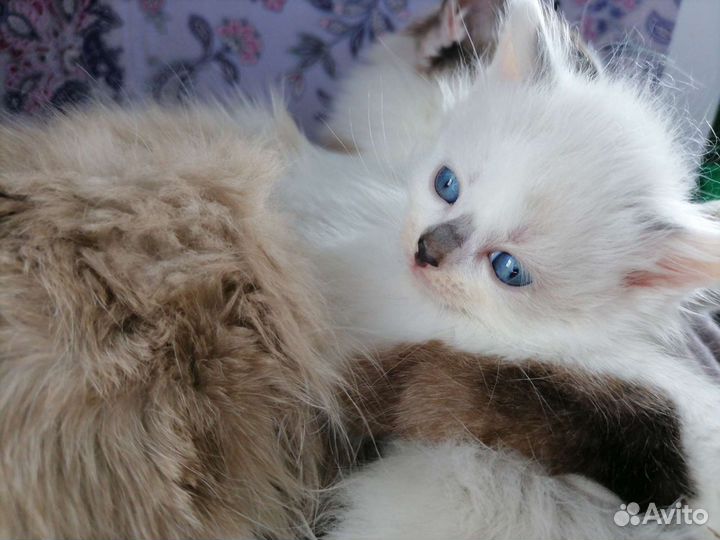 Кукольные малыши