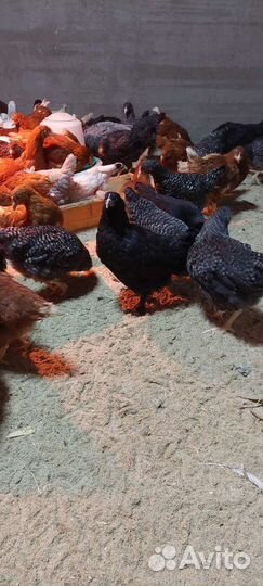 Куры Несушки