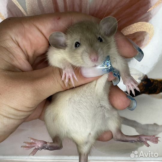 Питомник. Дамбо крысы, крысята, крыса