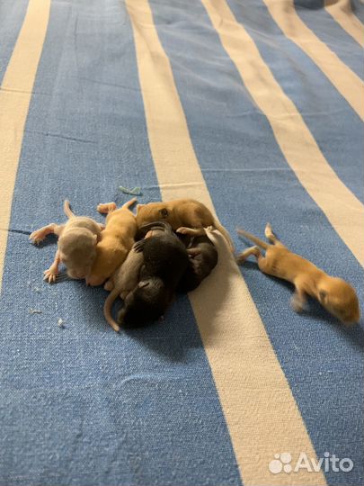 Монгольские песчанки