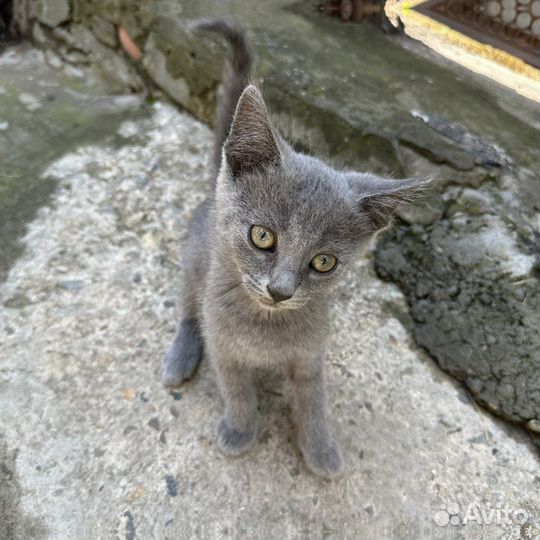 Котенок
