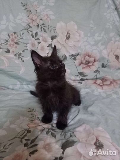 Котëнок в добрые руки