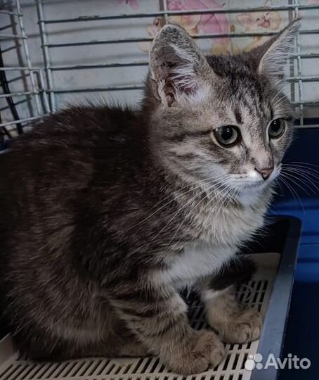 Котёнок Симон (мальчик)