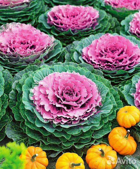 Декоративная капуста