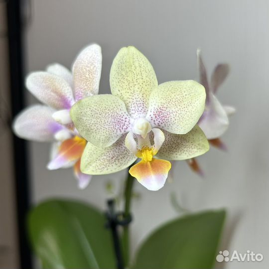Орхидея Tinu Melissa (отцвела)