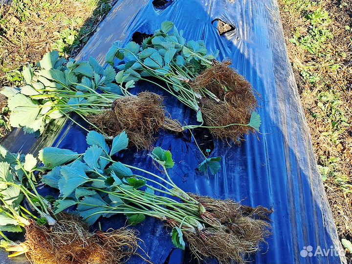 Рассада клубники. Оптом от 128 штук