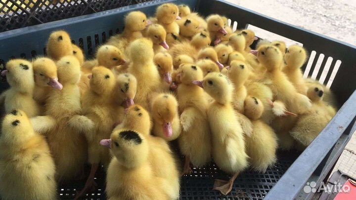 Муларды и утята подрощенные