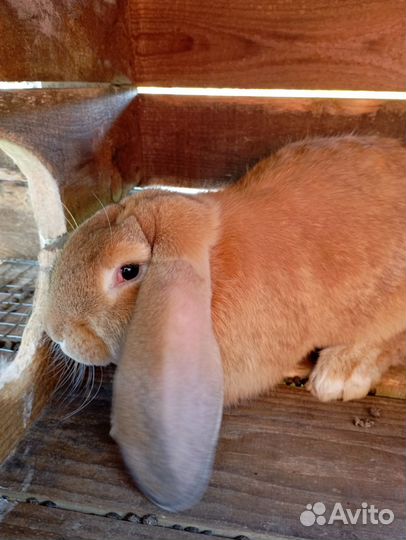 Французский баран