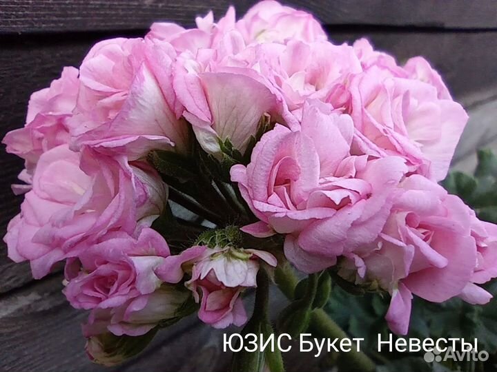 Пеларгония юзис-Букет Невесты