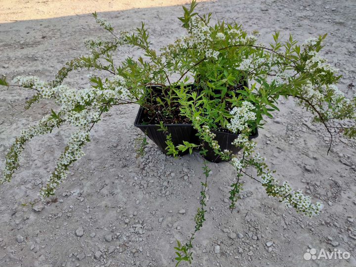 Спирея грефшейм