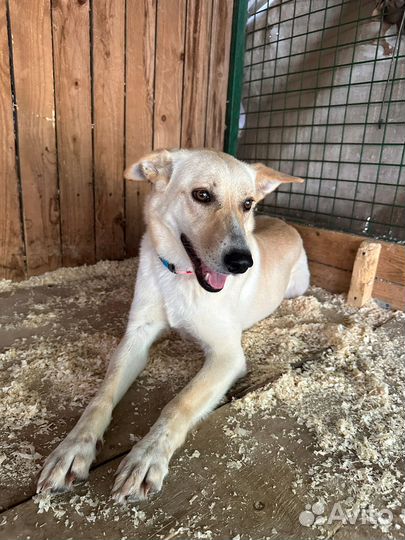 Собака из приюта