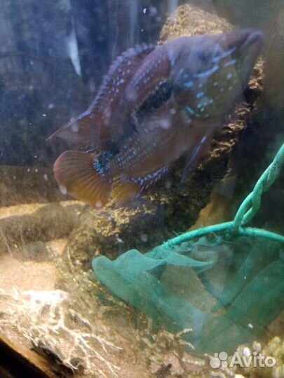 Цихлида Сальвини