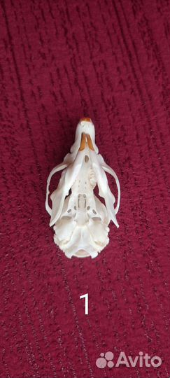 Череп крысы