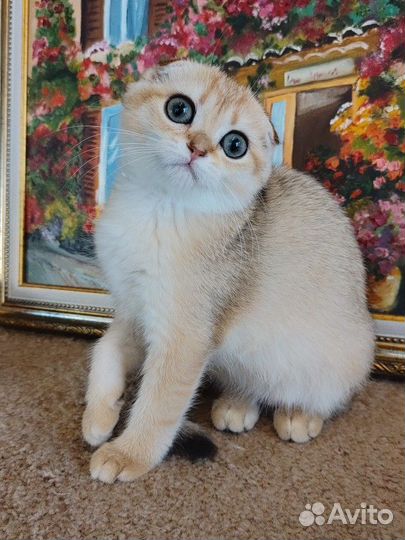 Шотландская