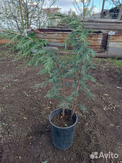 Можжевельник