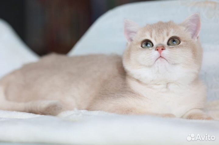 Британские котята золотая шиншилла
