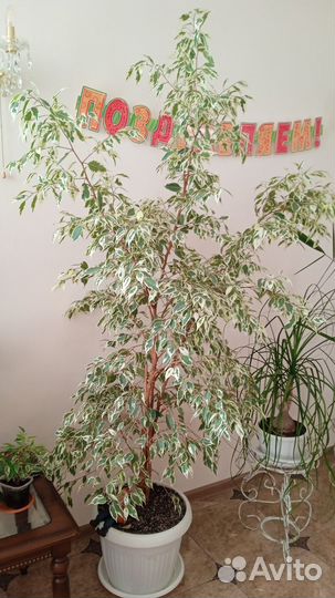 Комнатные цветы разные