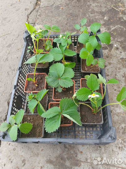 Клубника рассада