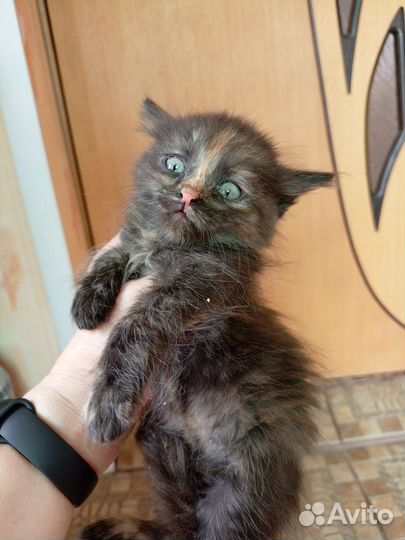 Котодетки в добрые руки