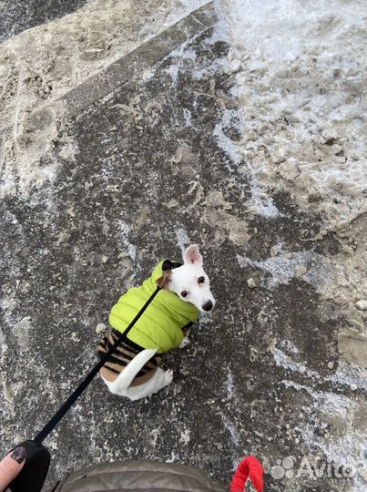 Выгул собак/передержка собак