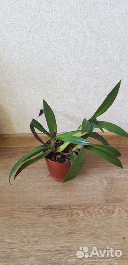 Рэо (Адамов цветок)