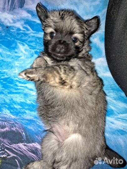 Щенки пекинеса