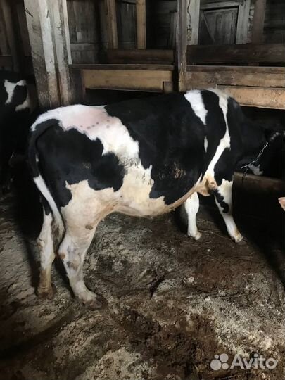 Корова стельная